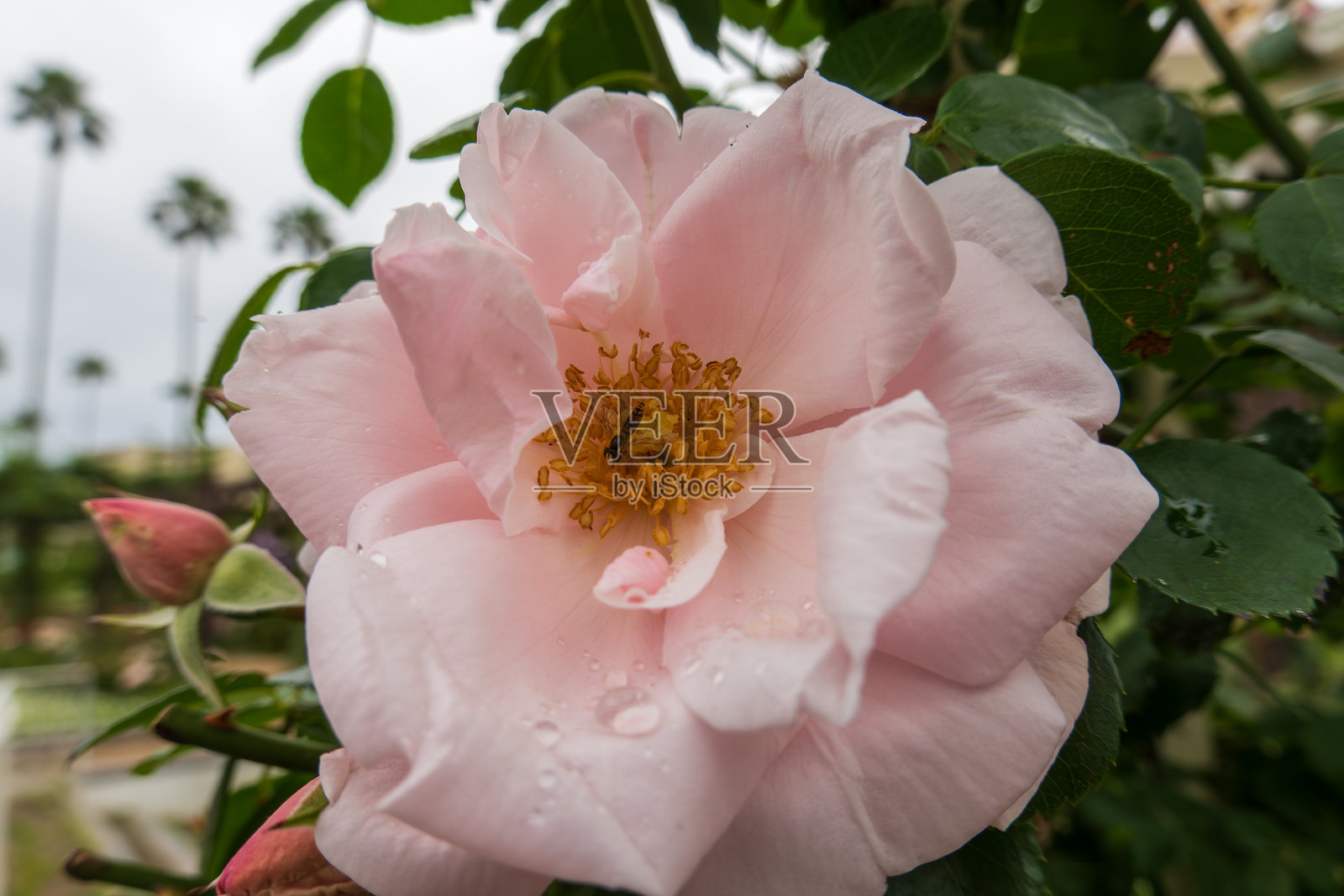 粉色玫瑰与食蚜蝇照片摄影图片