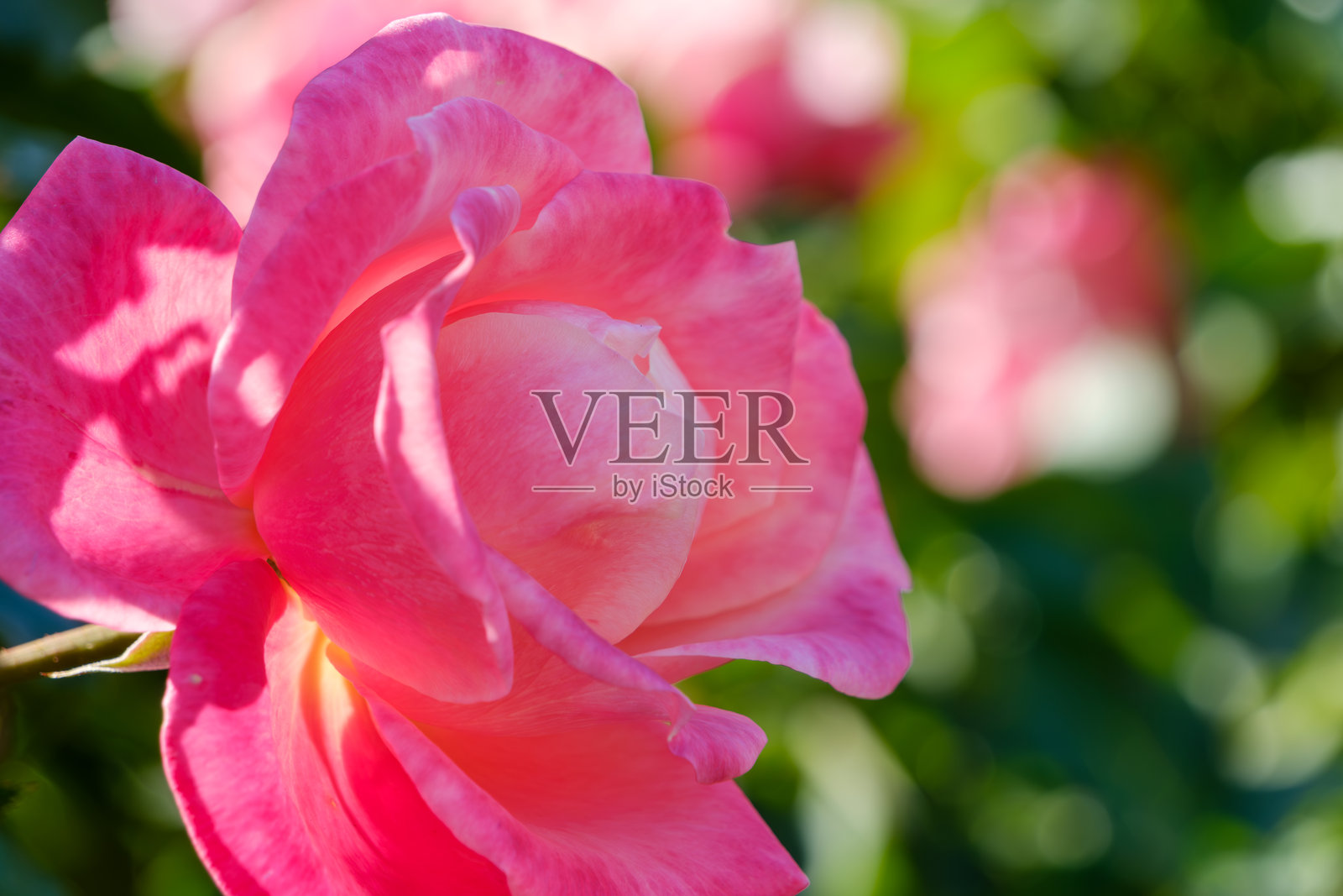 阳光下的娇嫩粉红玫瑰照片摄影图片