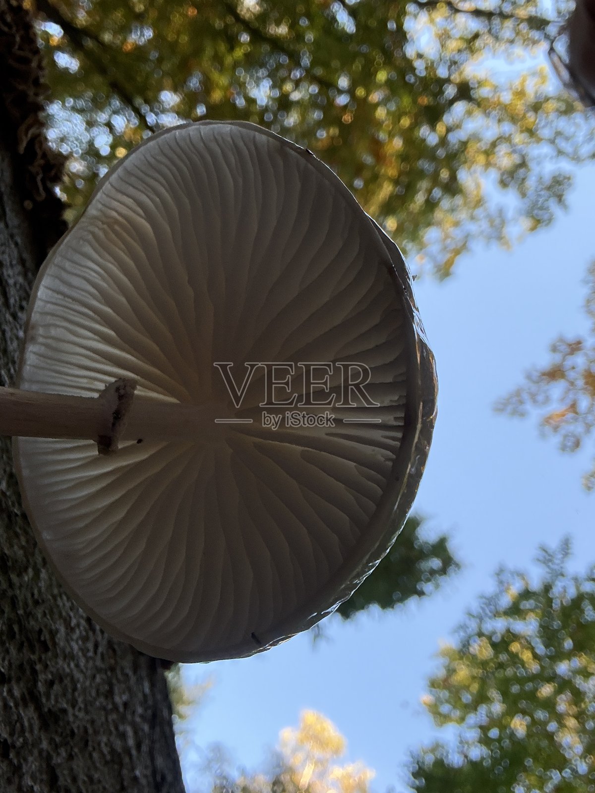 德国北部荷尔斯泰因瑞士的印第安夏日照片摄影图片