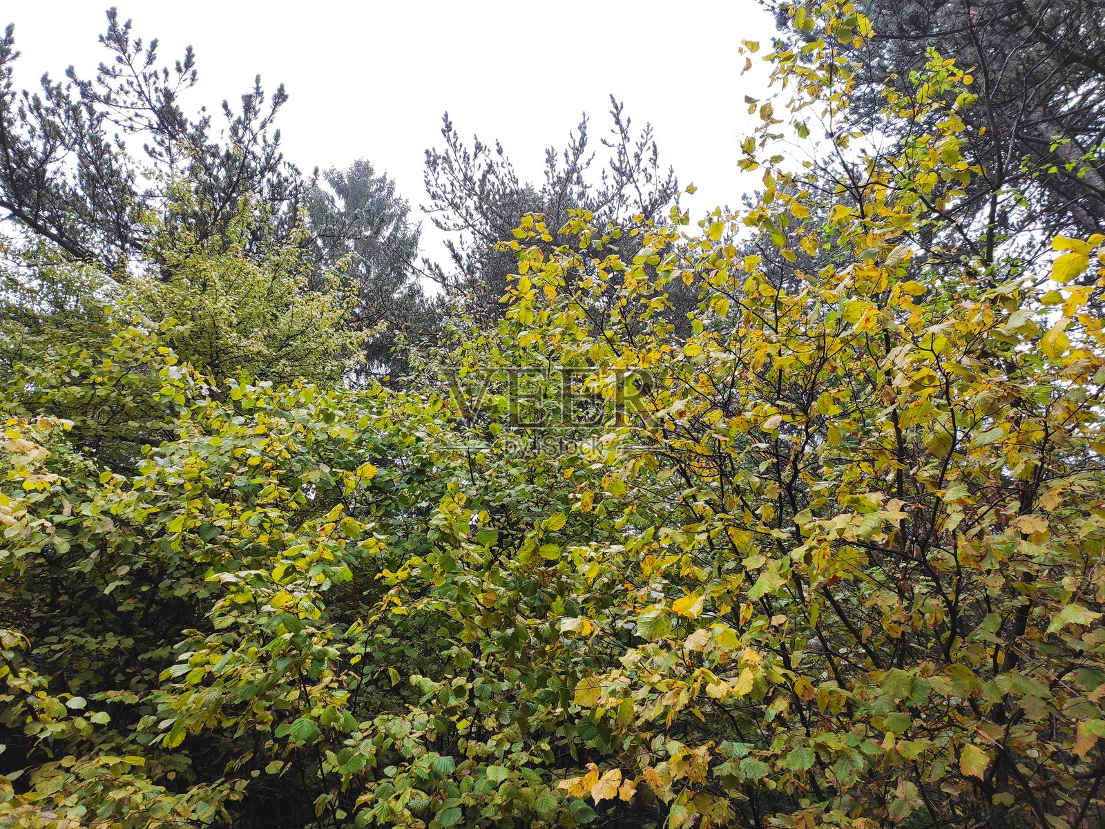 秋天的森林照片摄影图片