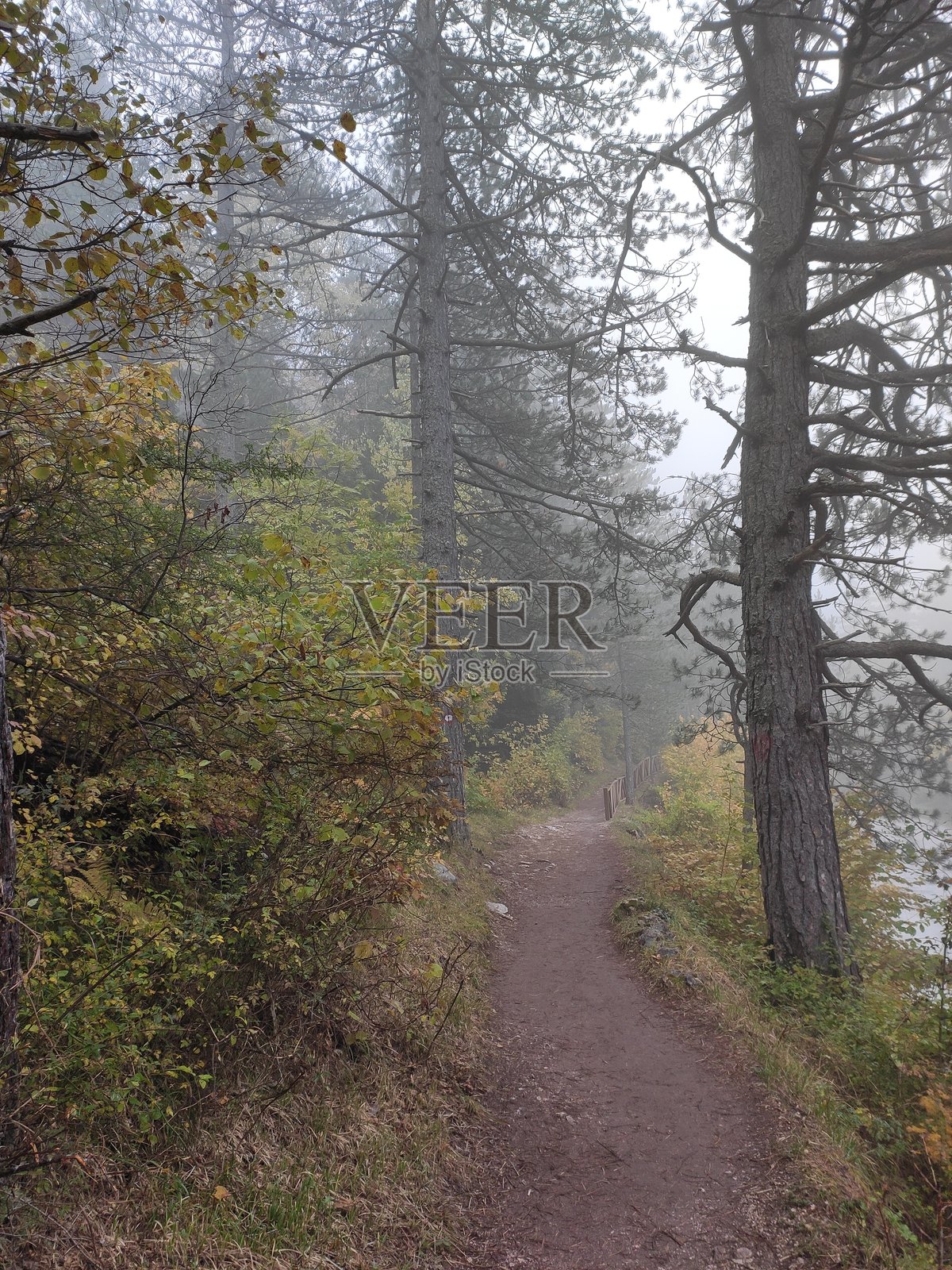 秋天的森林照片摄影图片