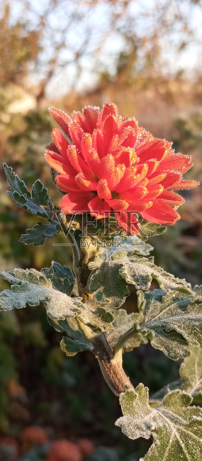 初霜清晨：阳光下的草坪露珠照片摄影图片