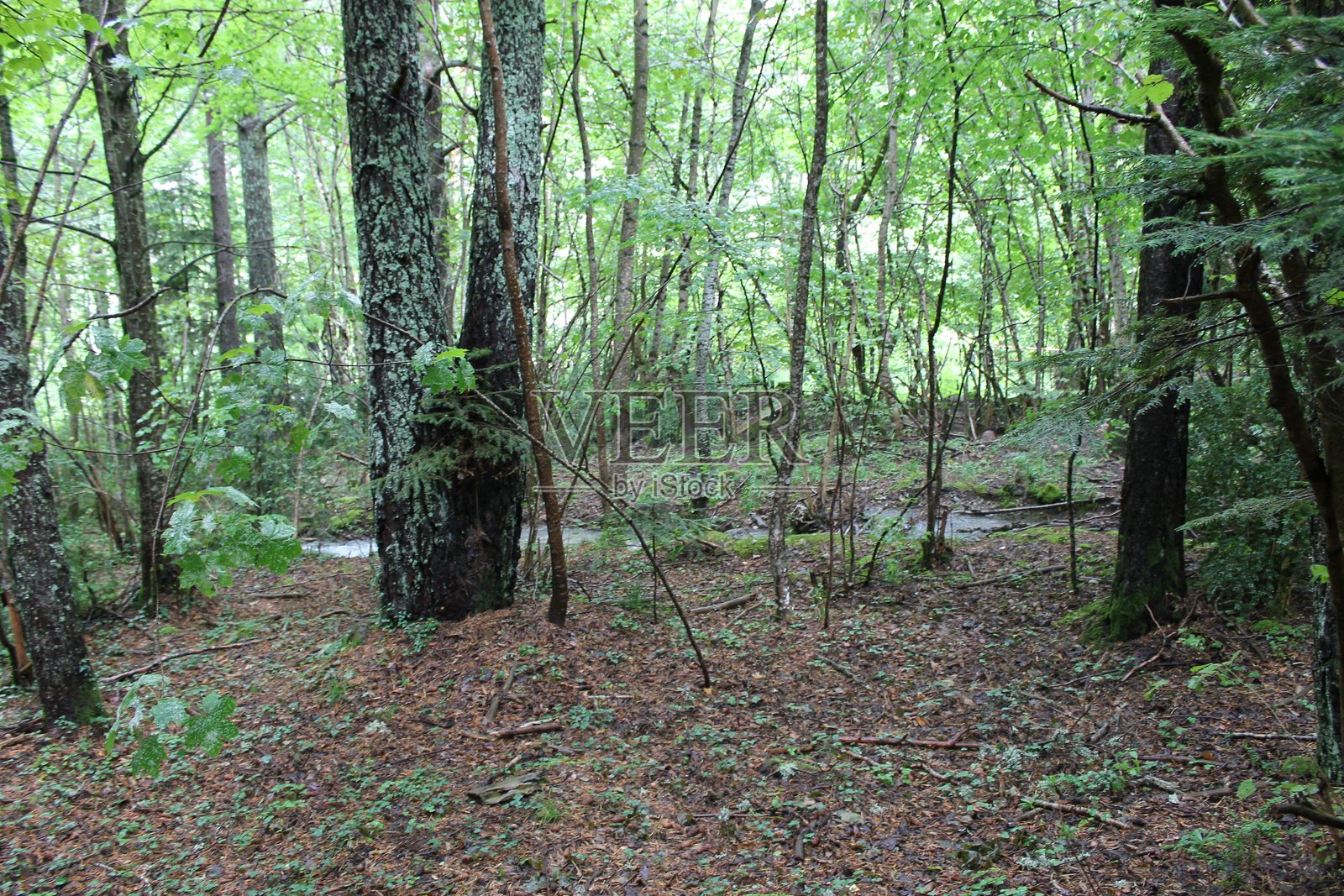 2024 - 坎弗兰克车站自然保护区 - 比利牛斯山照片摄影图片