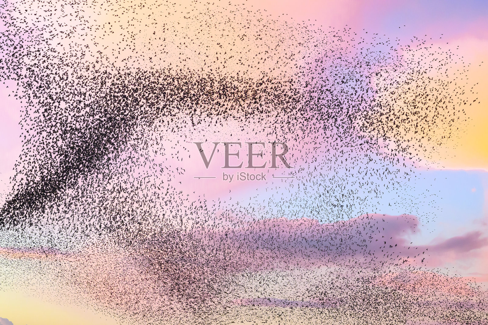 日落时分椋鸟群鸟舞动照片摄影图片