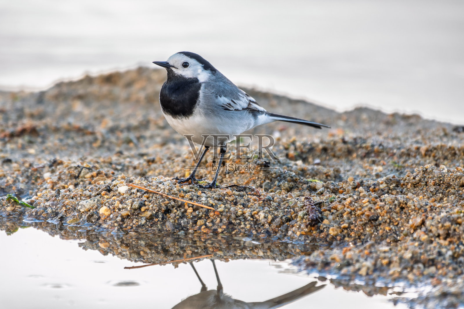 一只鹪鹩停留在地面上，背景虚化，十分美丽。照片摄影图片