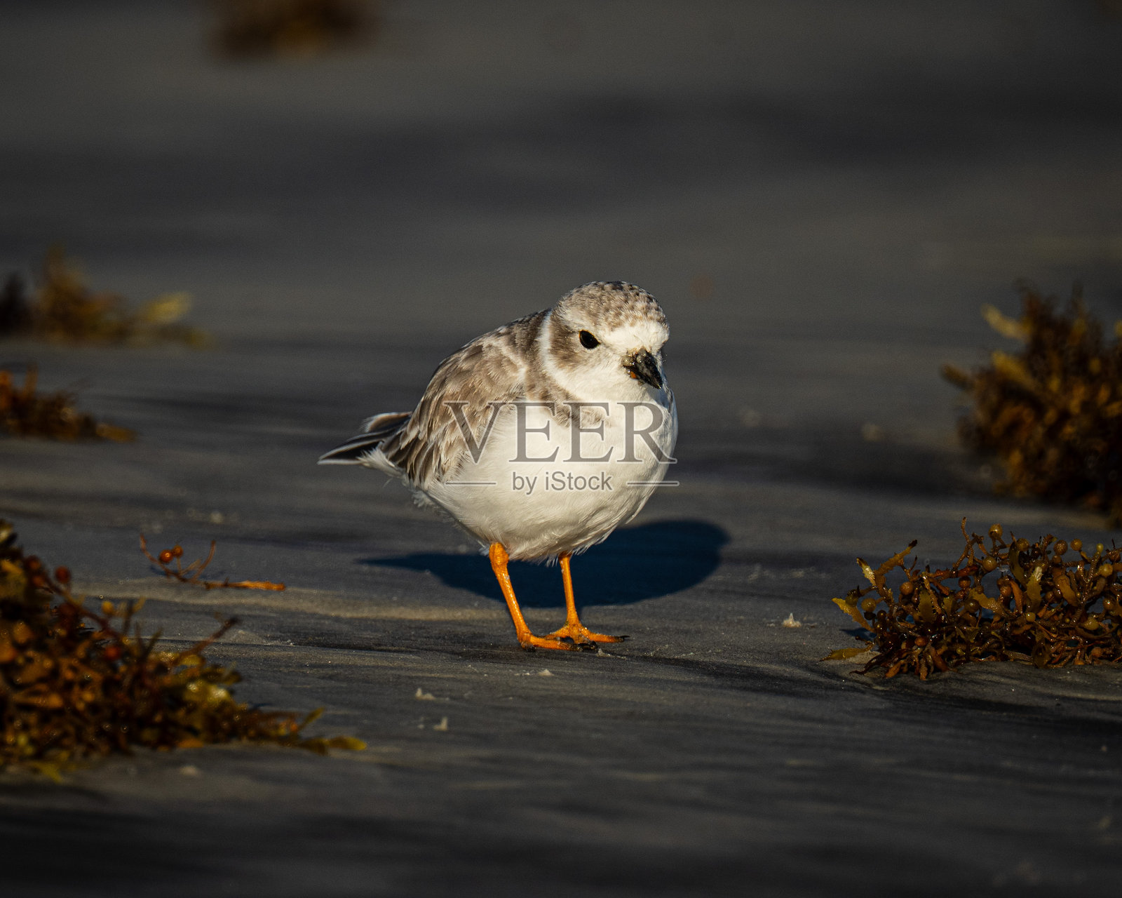佛罗里达海滩上的环颈鸻照片摄影图片