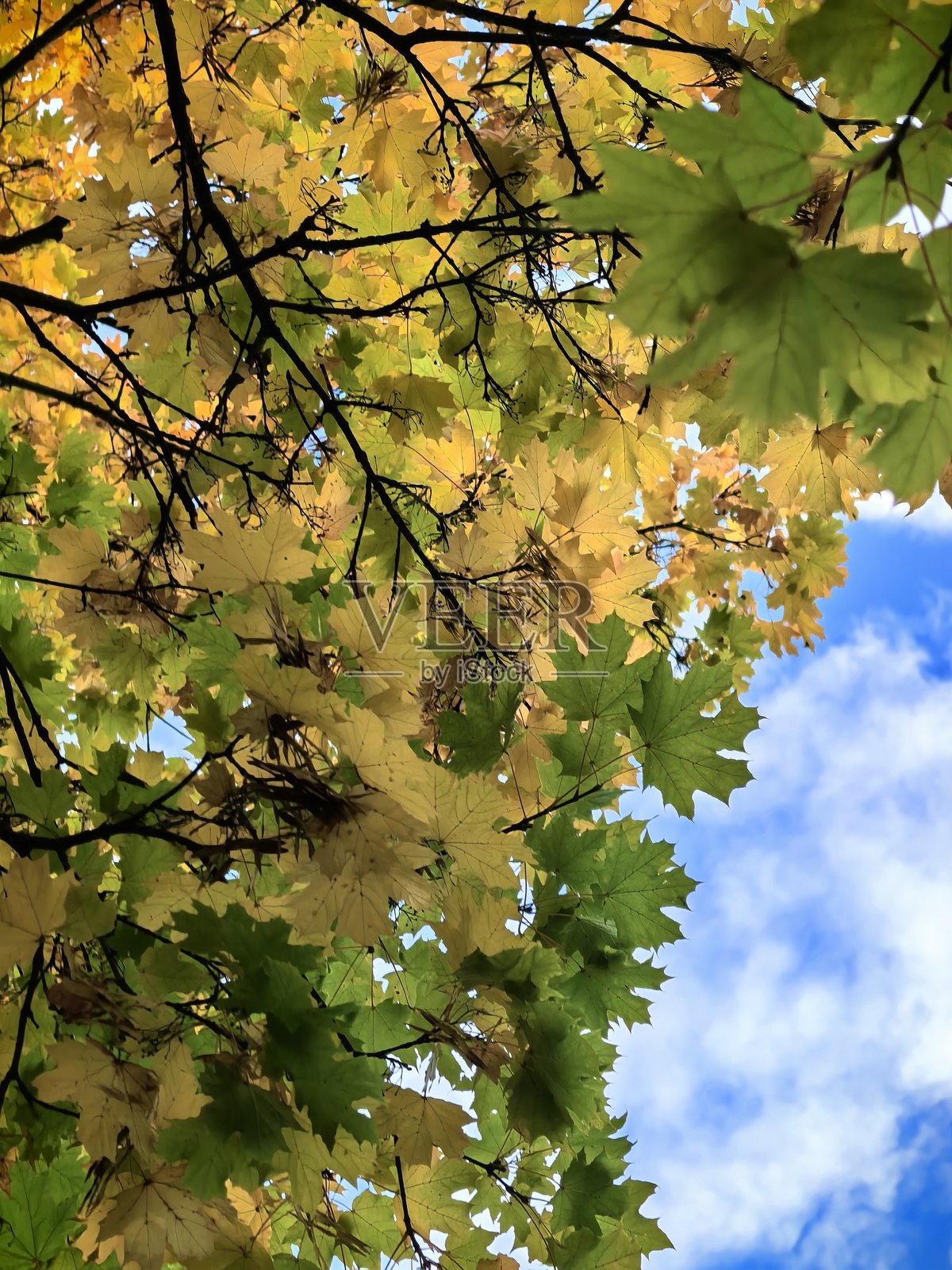 秋天的树木，黄色的枫树，美丽的秋季公园，黄叶，秋天的树，秋日氛围，有树的公园，好天气，自然，季节照片摄影图片