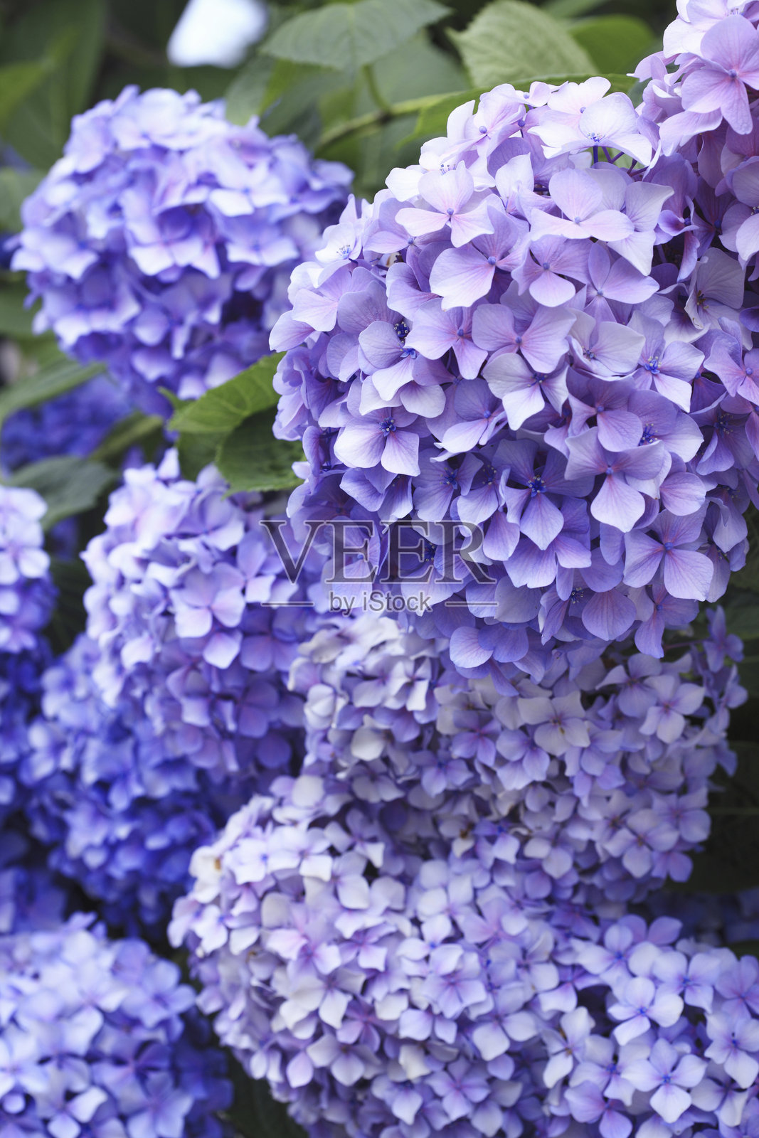 紫色的绣球花照片摄影图片