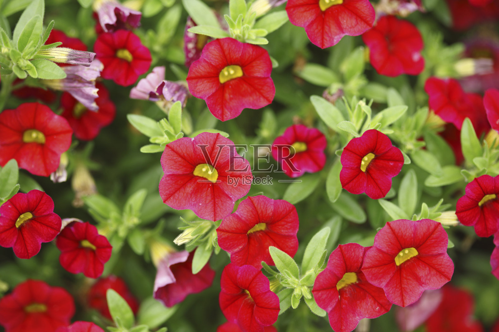 百万小铃花照片摄影图片