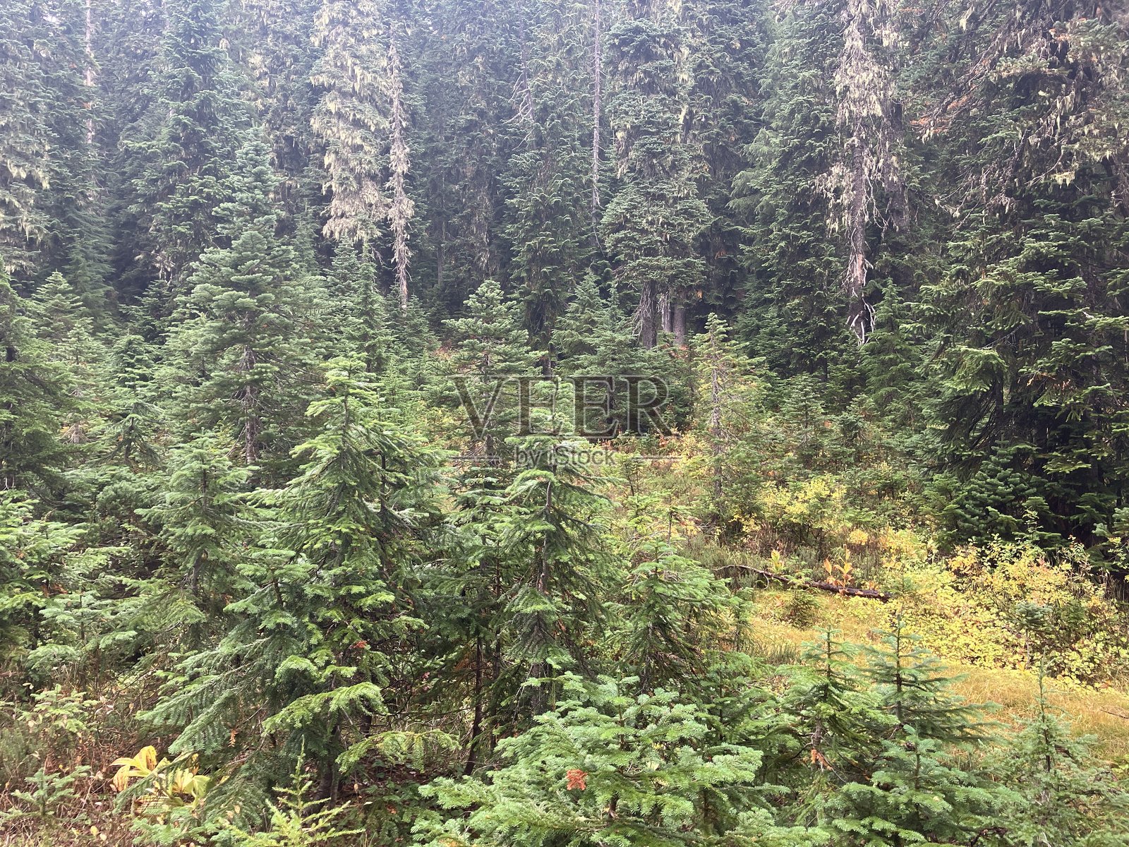 森林荒野照片摄影图片