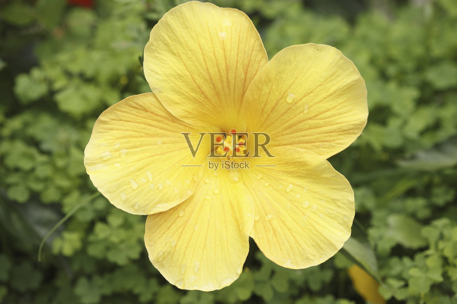 黄扶桑照片摄影图片