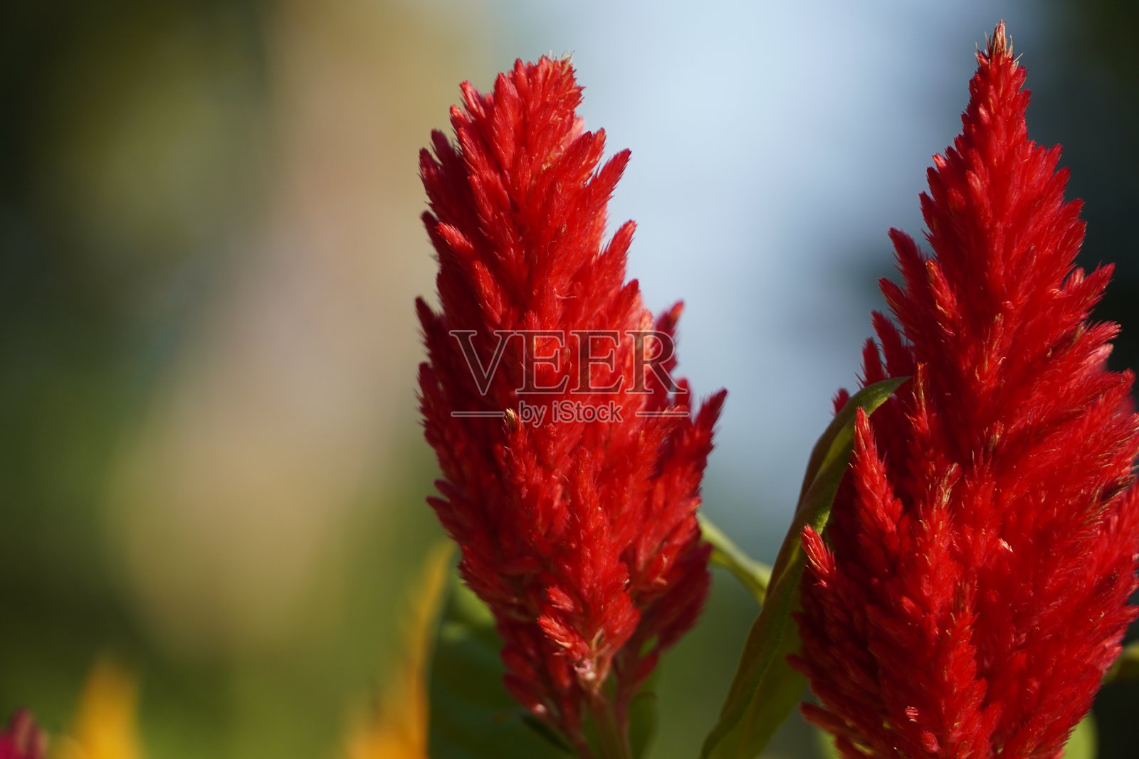 绿色背景上的蓬松红凤尾鸡冠花照片摄影图片