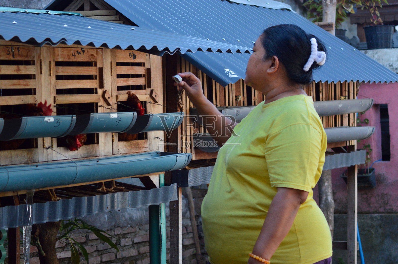 一位女士正在打开鸡舍的饮水器盖子照片摄影图片