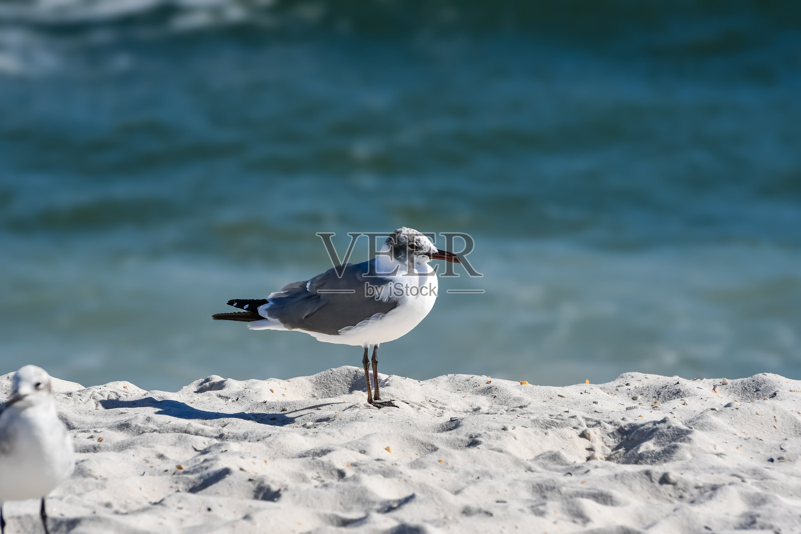 奥兰治海滩，阿拉巴马州的冬天 - 海鸥照片摄影图片