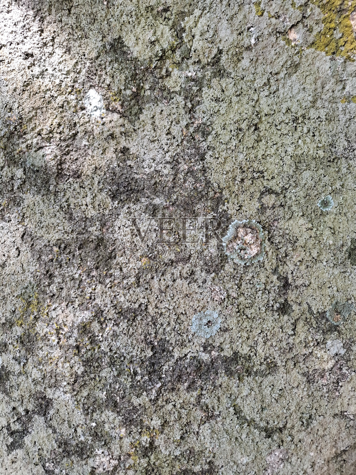 石头背景上的苔藓和地衣纹理照片摄影图片