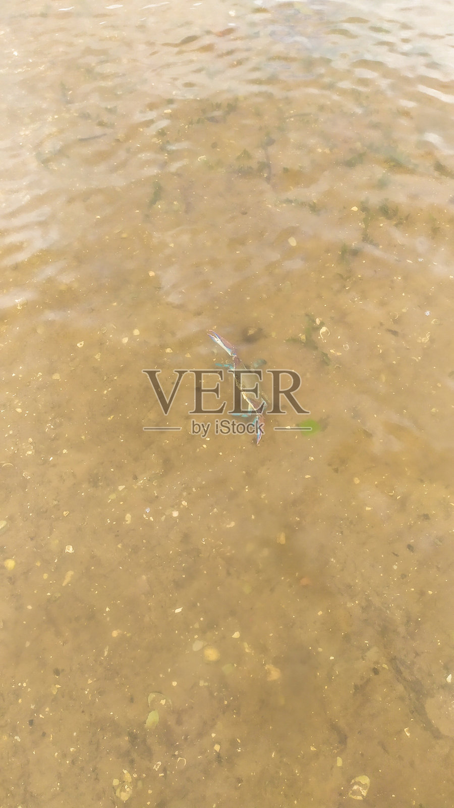 红树林照片摄影图片