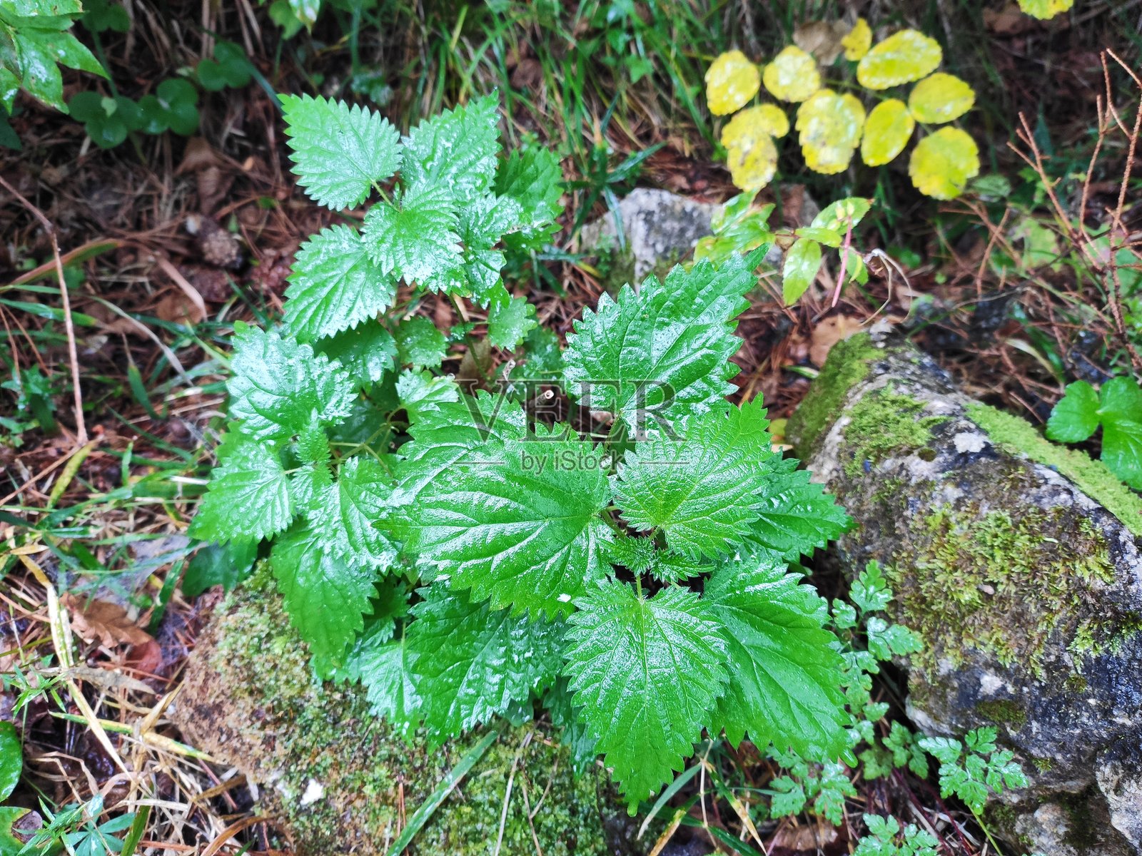 秋天的森林照片摄影图片