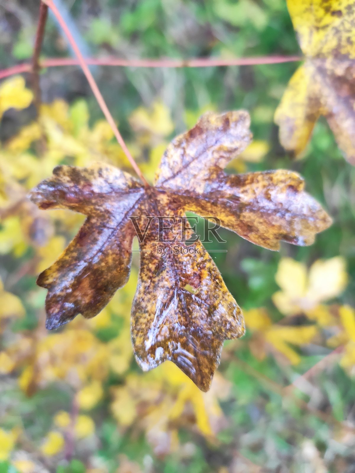 秋天的森林照片摄影图片
