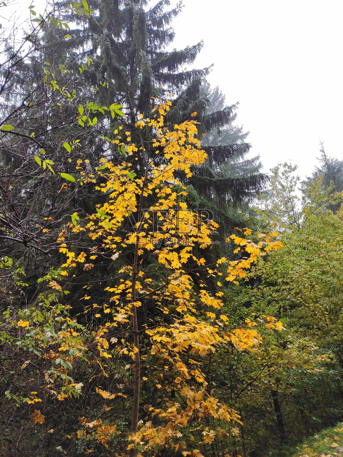 秋天的森林照片摄影图片