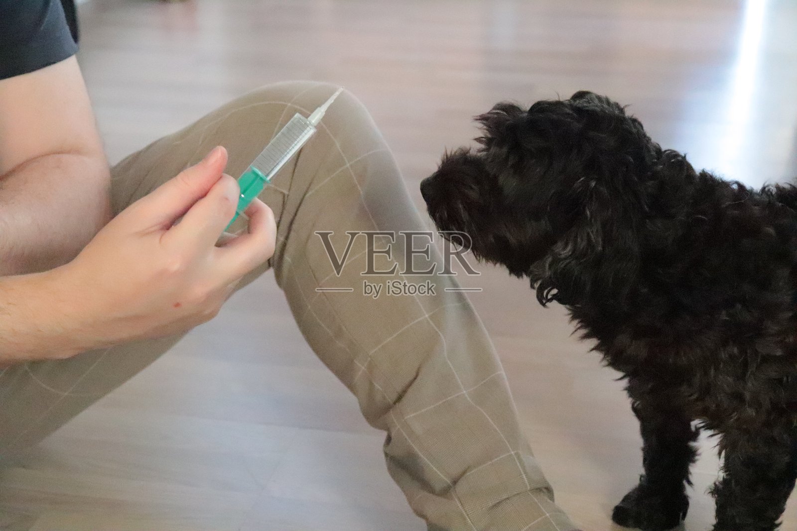 宠物主人为犬只进行卫生护理时使用的注射器特写照片摄影图片