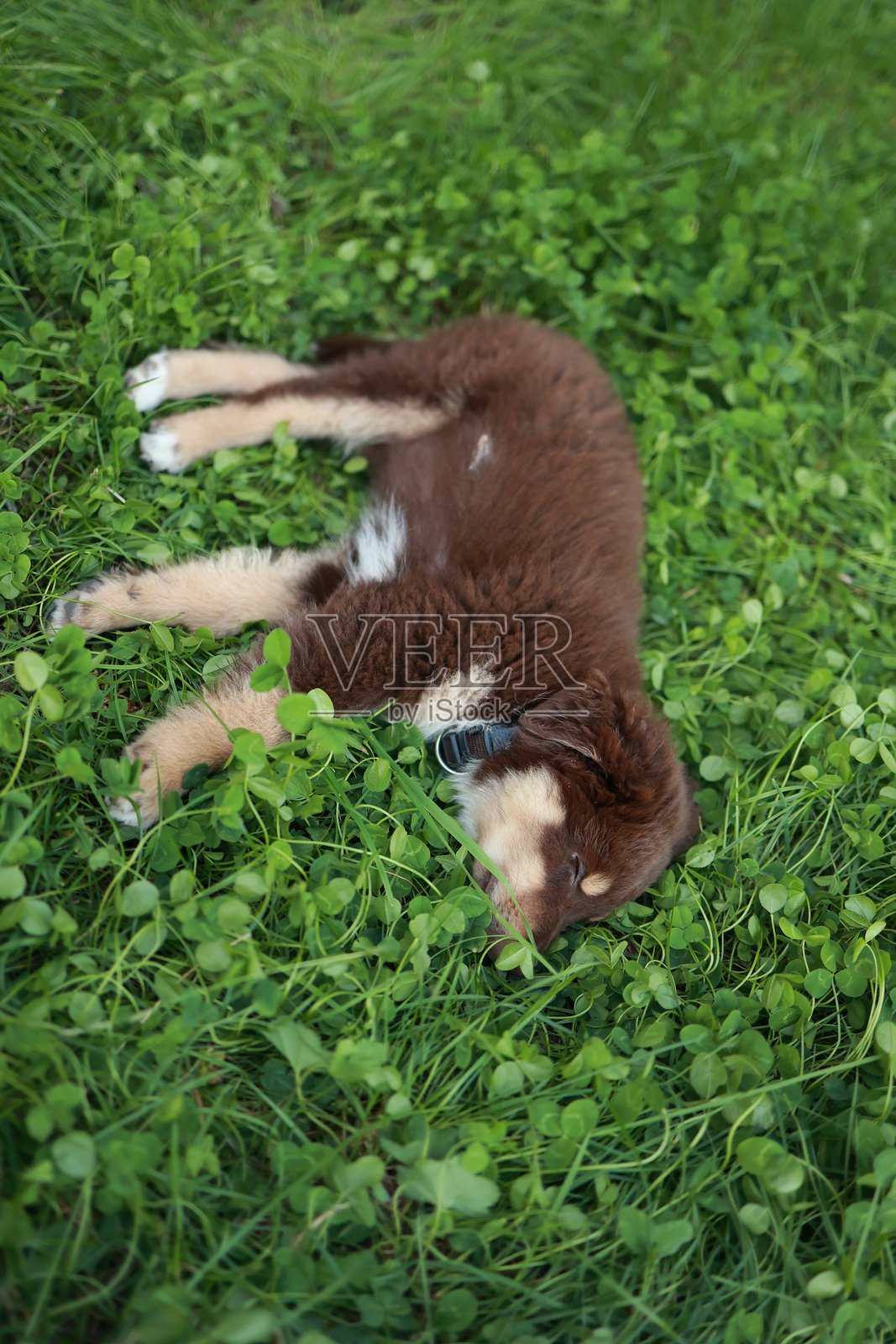 棕白相间的狗狗趴在草地上照片摄影图片