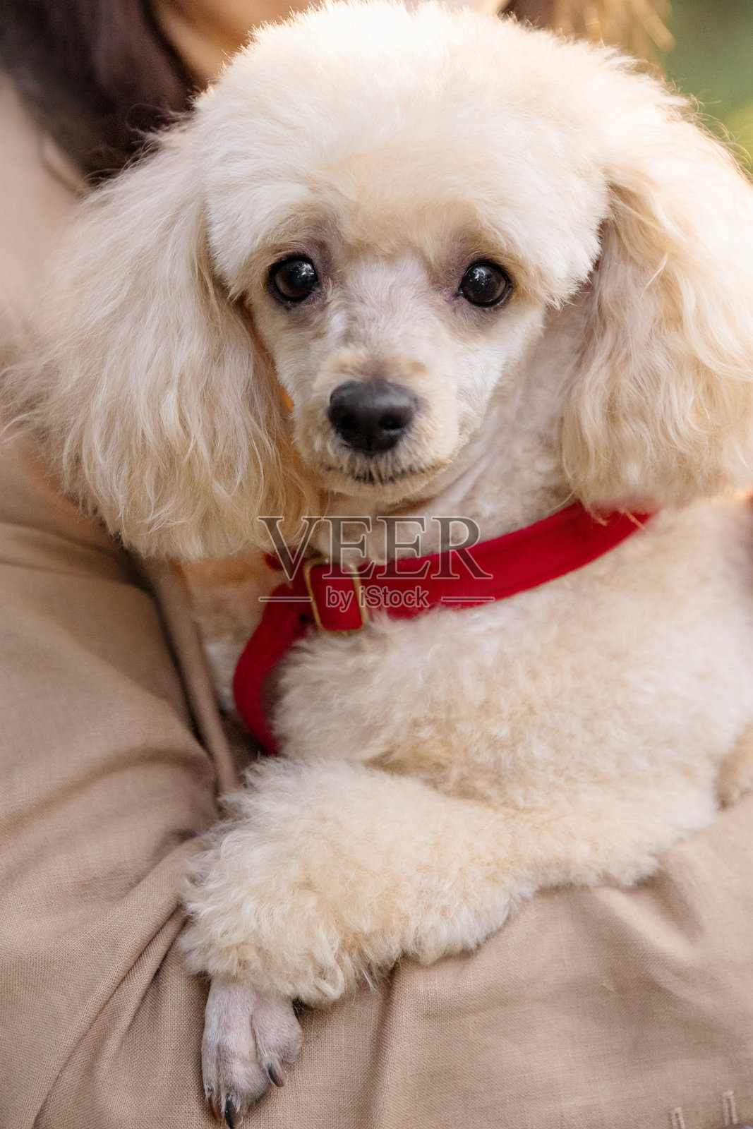 白色贵宾犬被主人宠溺地抱在怀里照片摄影图片