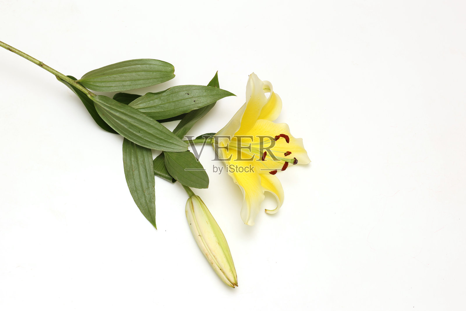 孤立在白色背景上的黄色百合花。照片摄影图片