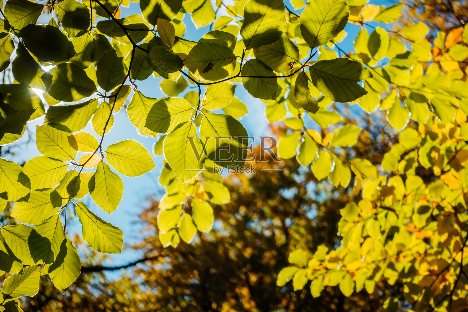 阳光明媚的日子里，树枝上长满了绿叶。照片摄影图片
