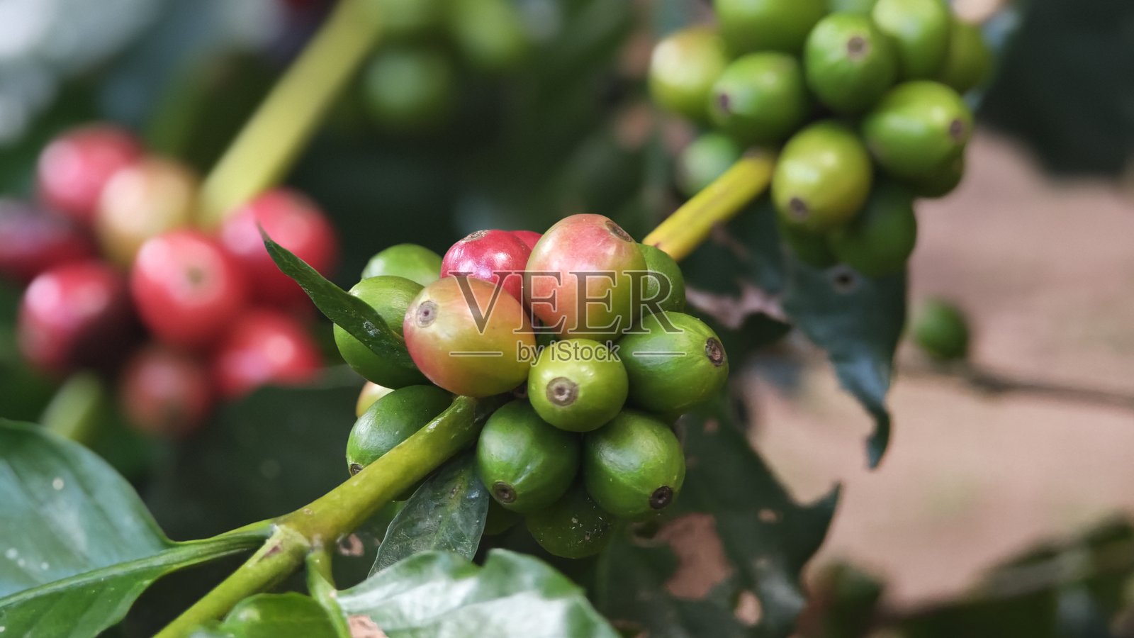 咖啡樱桃豆在收获前照片摄影图片