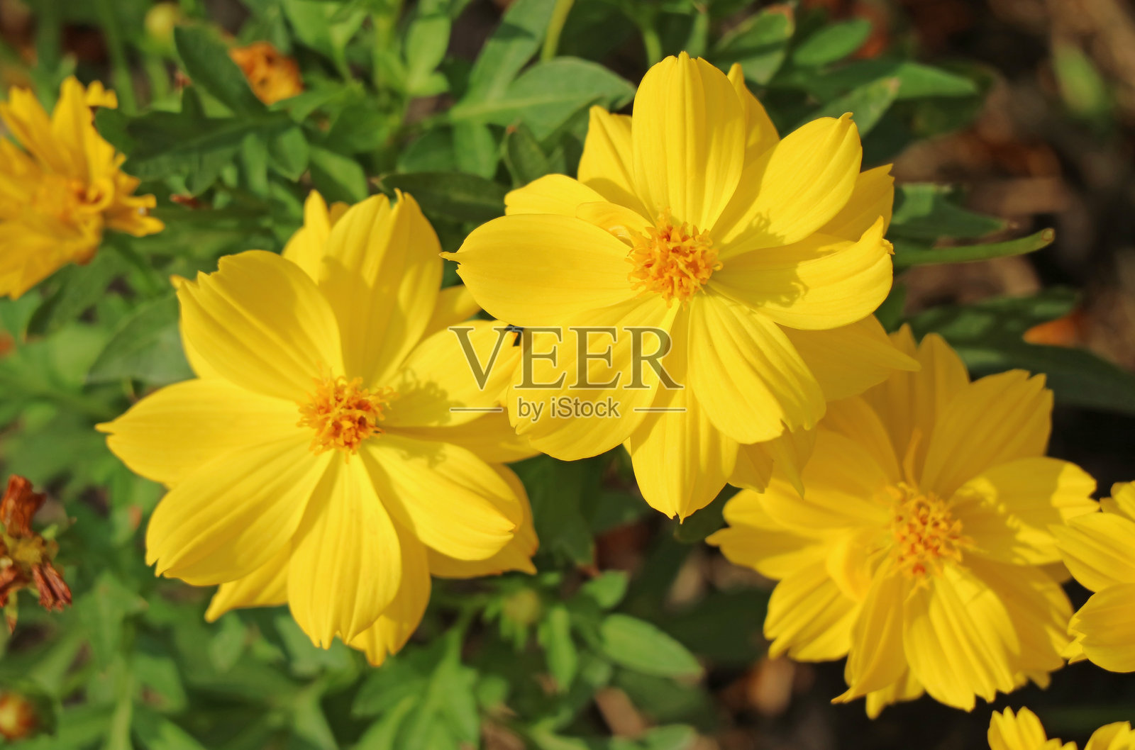 醒目的硫磺波斯菊在阳光下绽放照片摄影图片