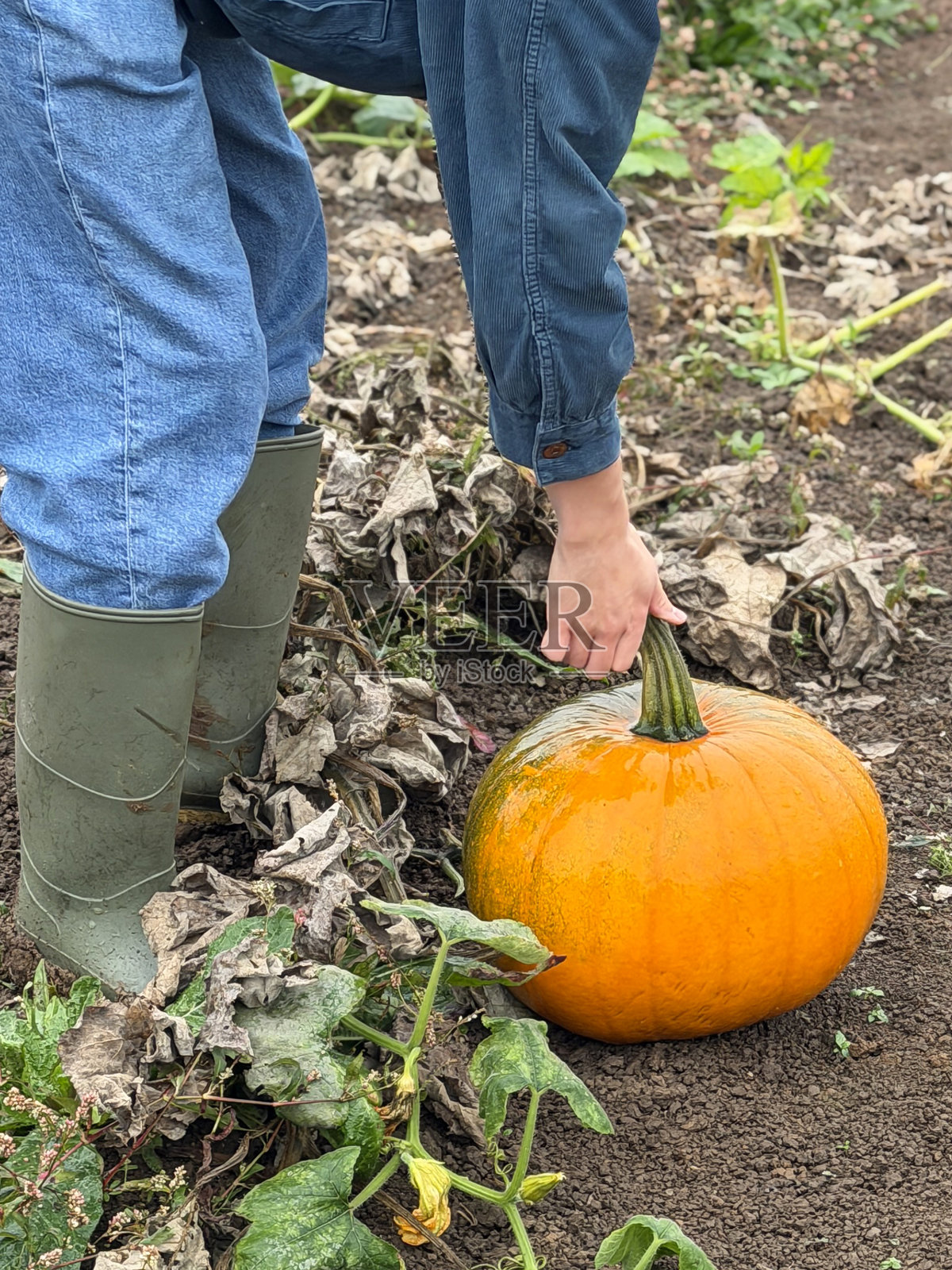 特写镜头，展示一个硕大、成熟、橙色的南瓜，被一只无名之手握住瓜柄，南瓜在农田里生长，准备在万圣节出售，焦点在前景。照片摄影图片
