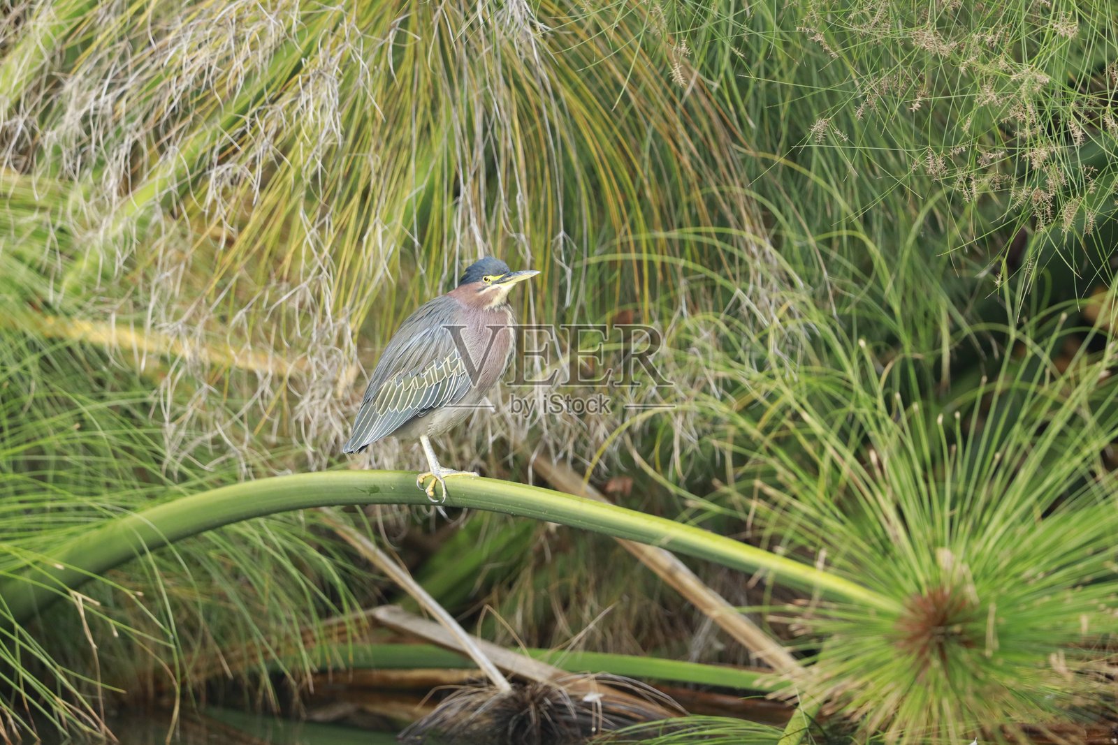 绿鹭照片摄影图片