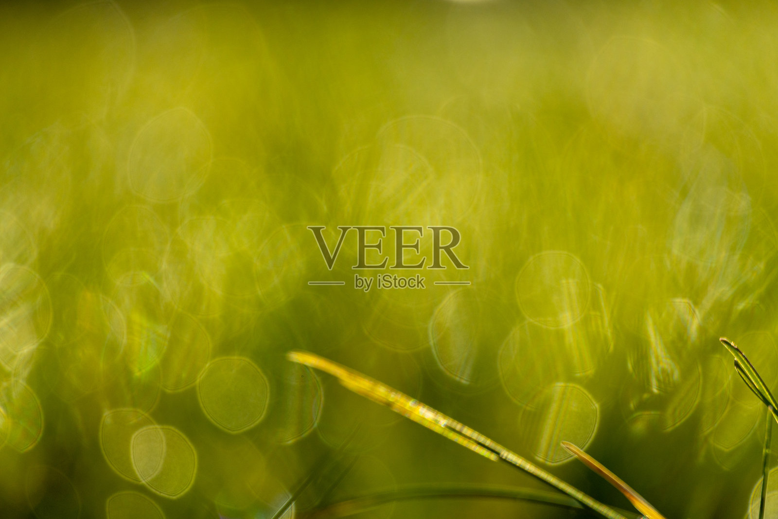 草地被霜覆盖。草叶上形成了霜和露珠。照片摄影图片