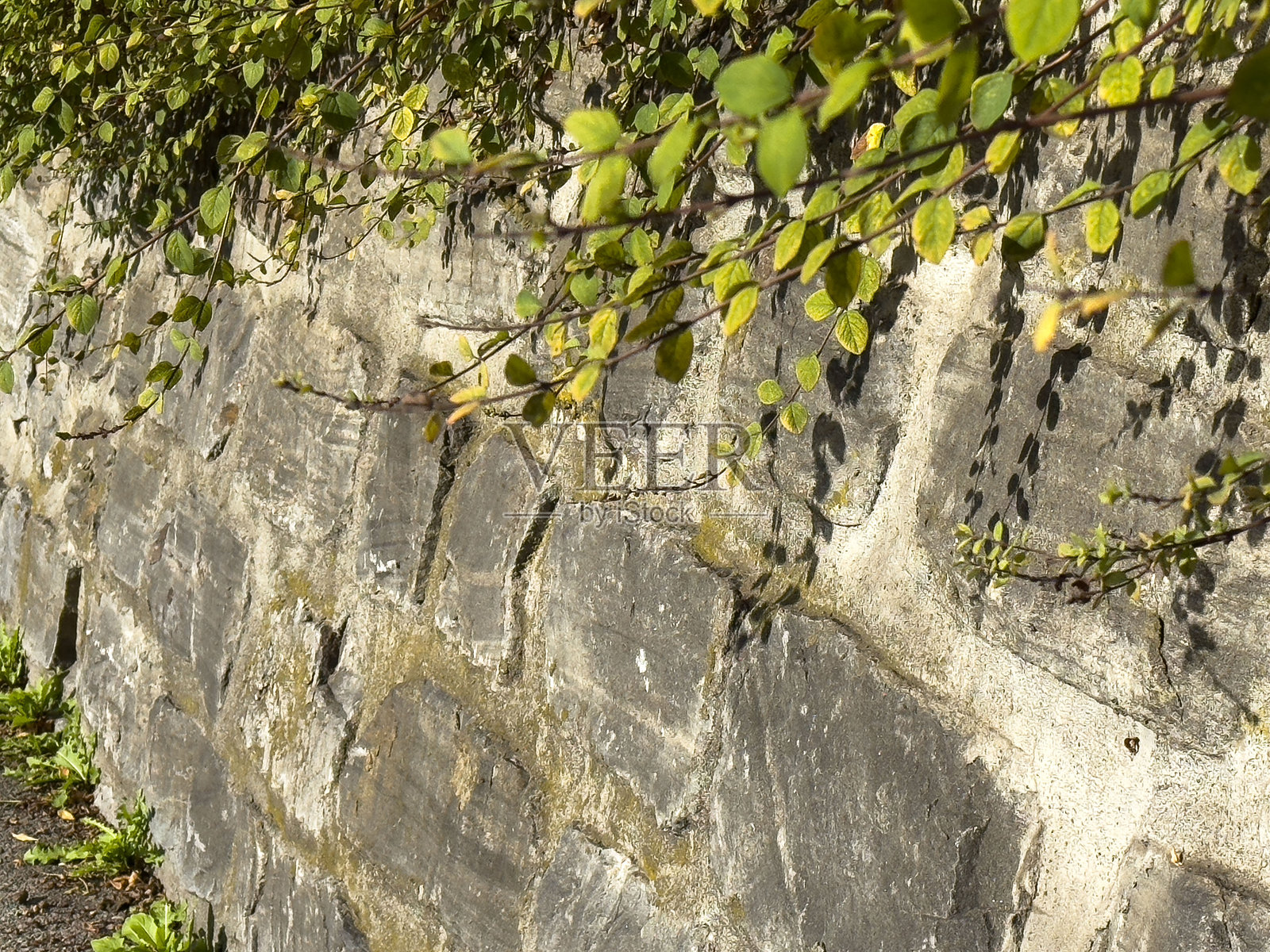 阳光下的石墙与缠绕的绿叶照片摄影图片