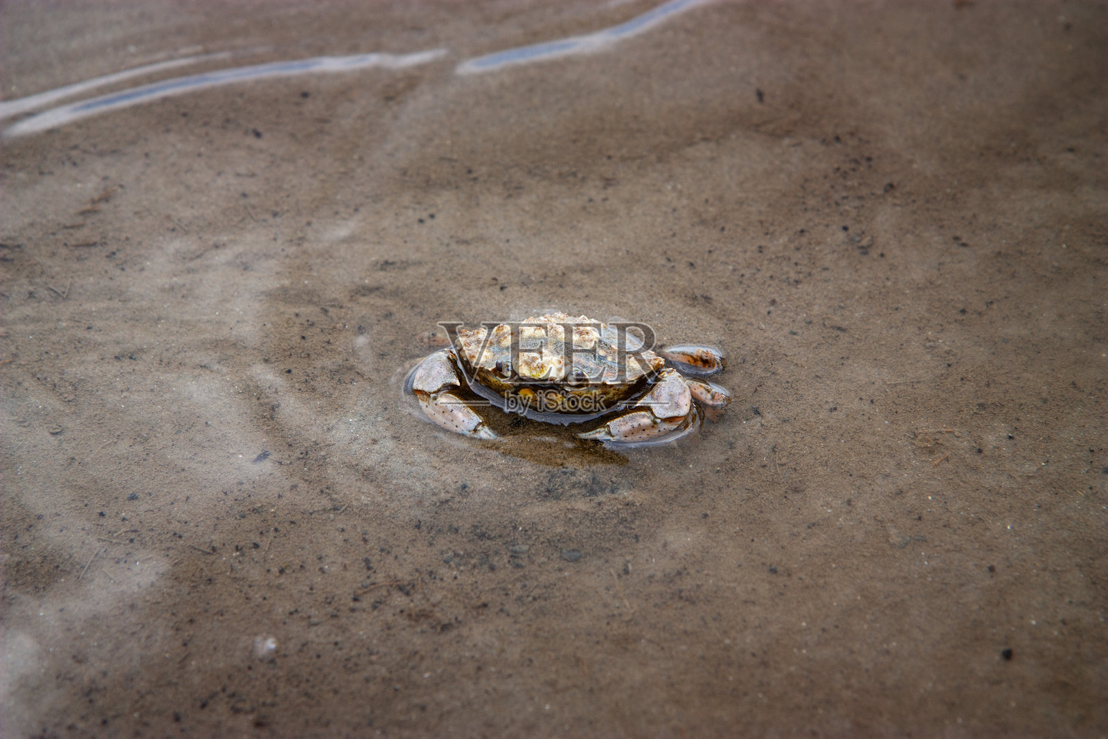 特塞尔岛附近瓦登海浅水区的一只小螃蟹特写照片摄影图片