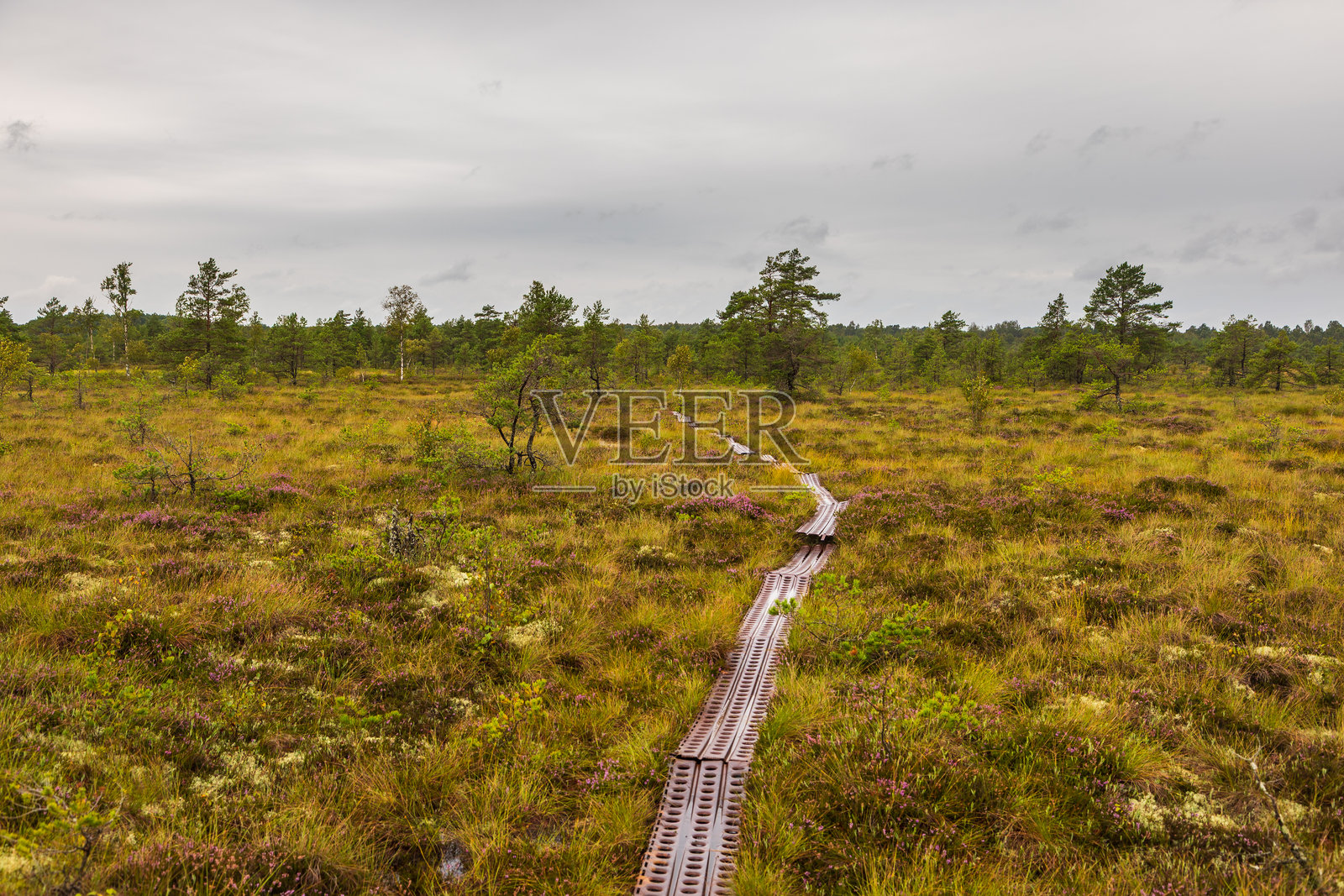 爱沙尼亚萨雷马岛的科伊吉自然保护区内，穿过湿地的金属步道。照片摄影图片