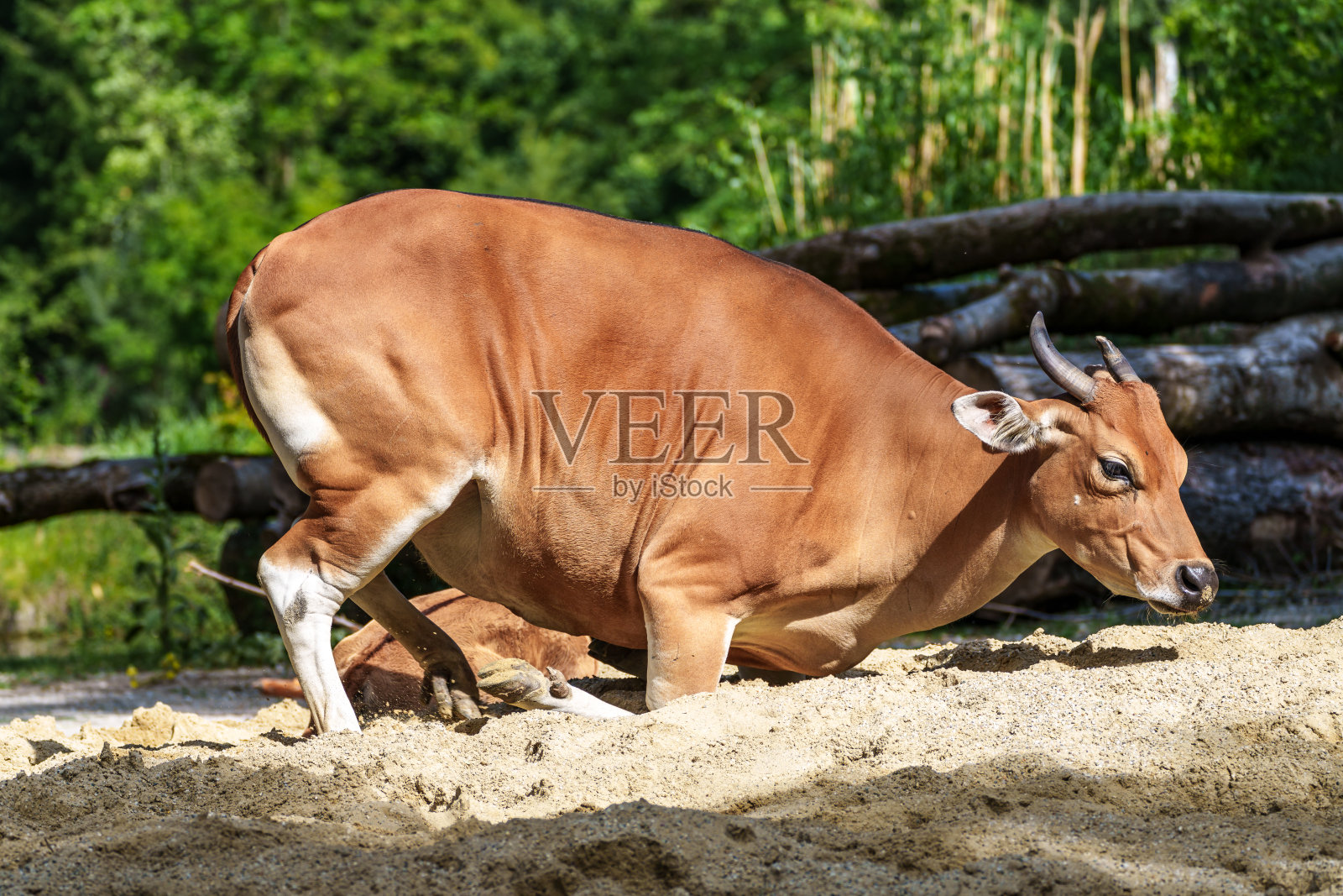 爪哇野牛，学名Bos javanicus，俗称红牛，是一种野牛。照片摄影图片