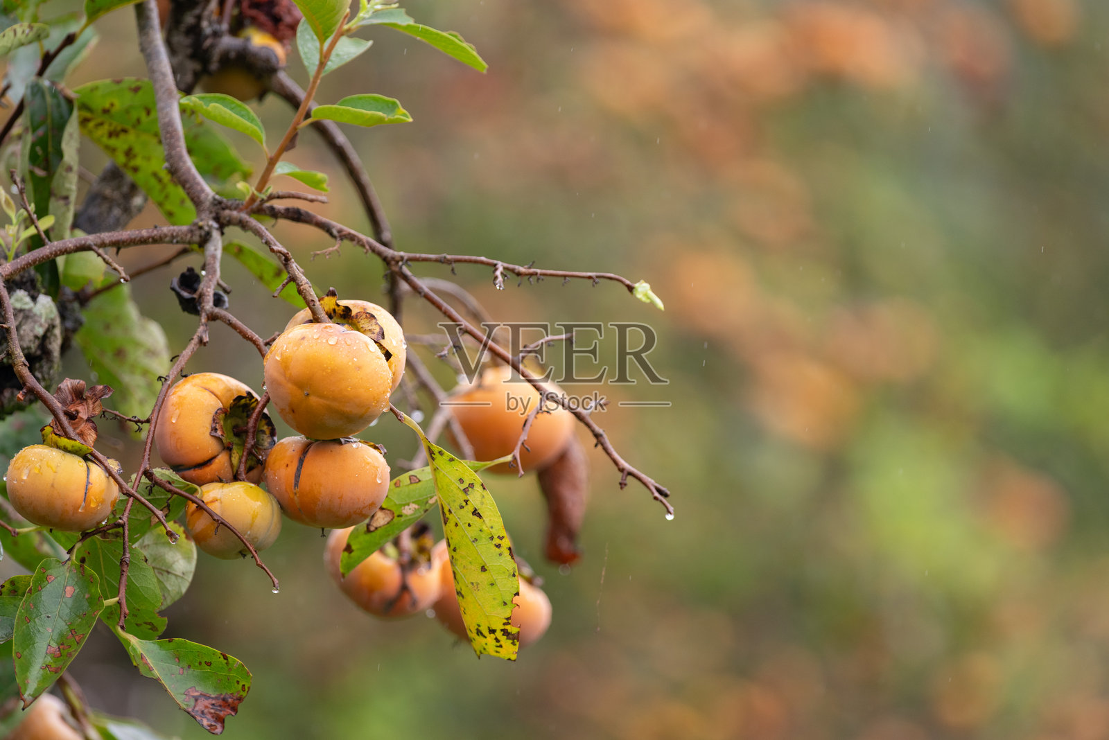 成熟的柿子果实照片摄影图片