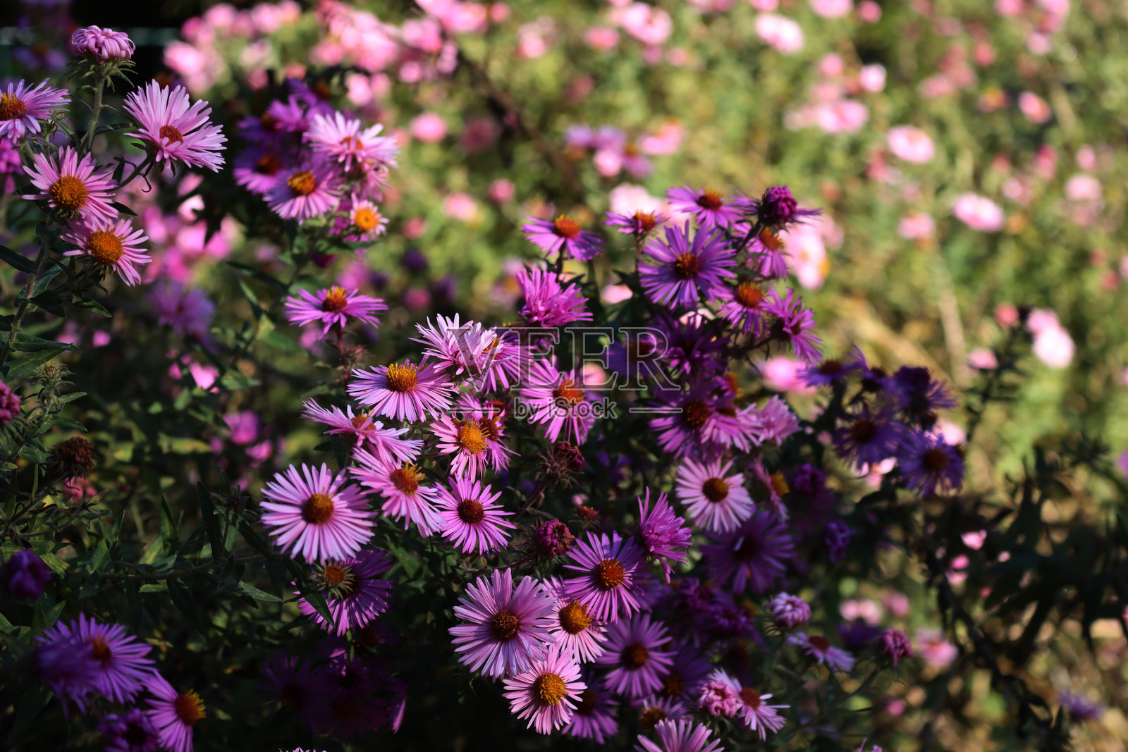 阳光明媚的秋日，花园里的紫菀花。紫菀芙里卡蒂照片摄影图片