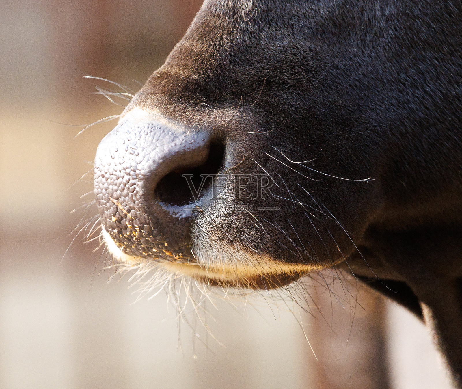 一头牛的鼻子是黑色的，上面有一个白色的斑点。照片摄影图片