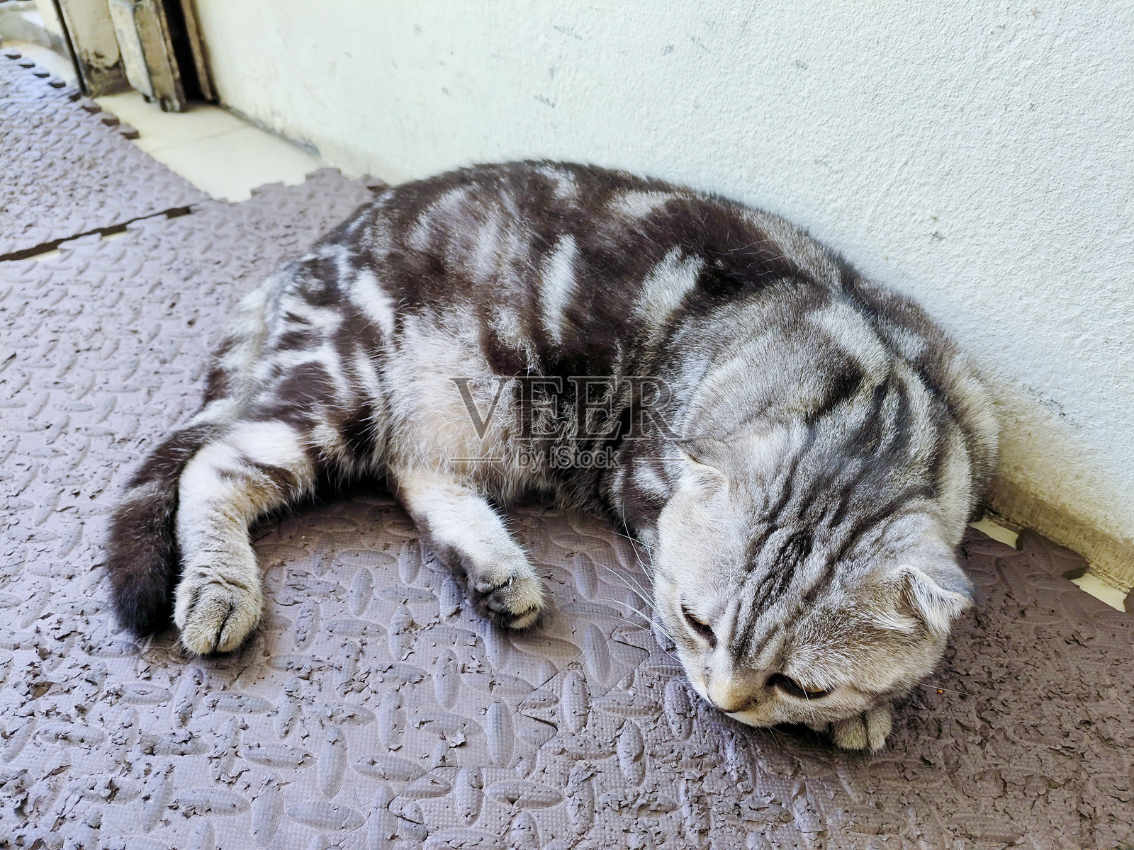 可爱的苏格兰折耳猫银色虎斑猫趴在深色纹理橡胶地板上睡觉照片摄影图片