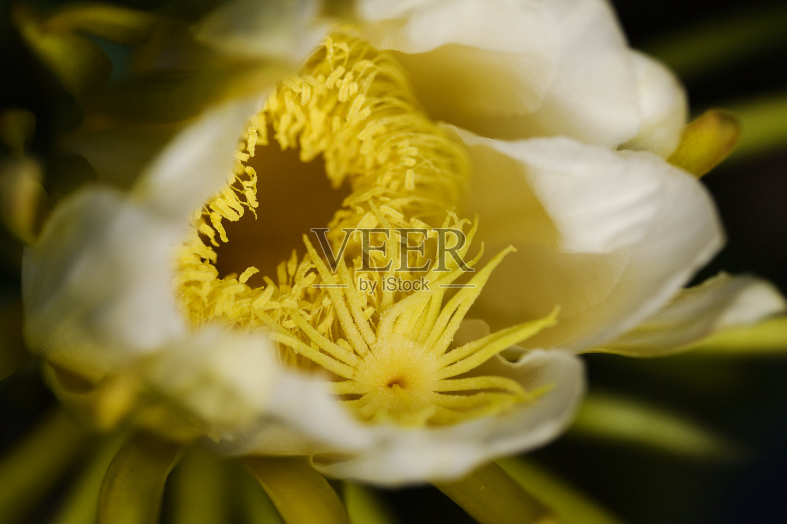 夜开仙人掌科植物，Selenicereus costaricensis，哥斯达黎加的开花植物照片摄影图片