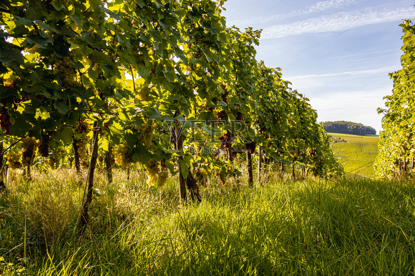 葡萄丰收时期的摩泽尔河谷葡萄园风光，展现了自然风光与酿酒文化。照片摄影图片