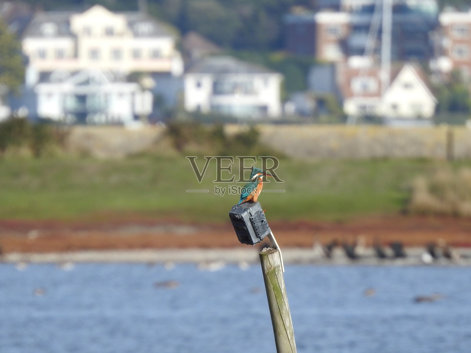 一只雌性翠鸟侧身栖息在泻湖中央的杆子上，面向右方。照片摄影图片