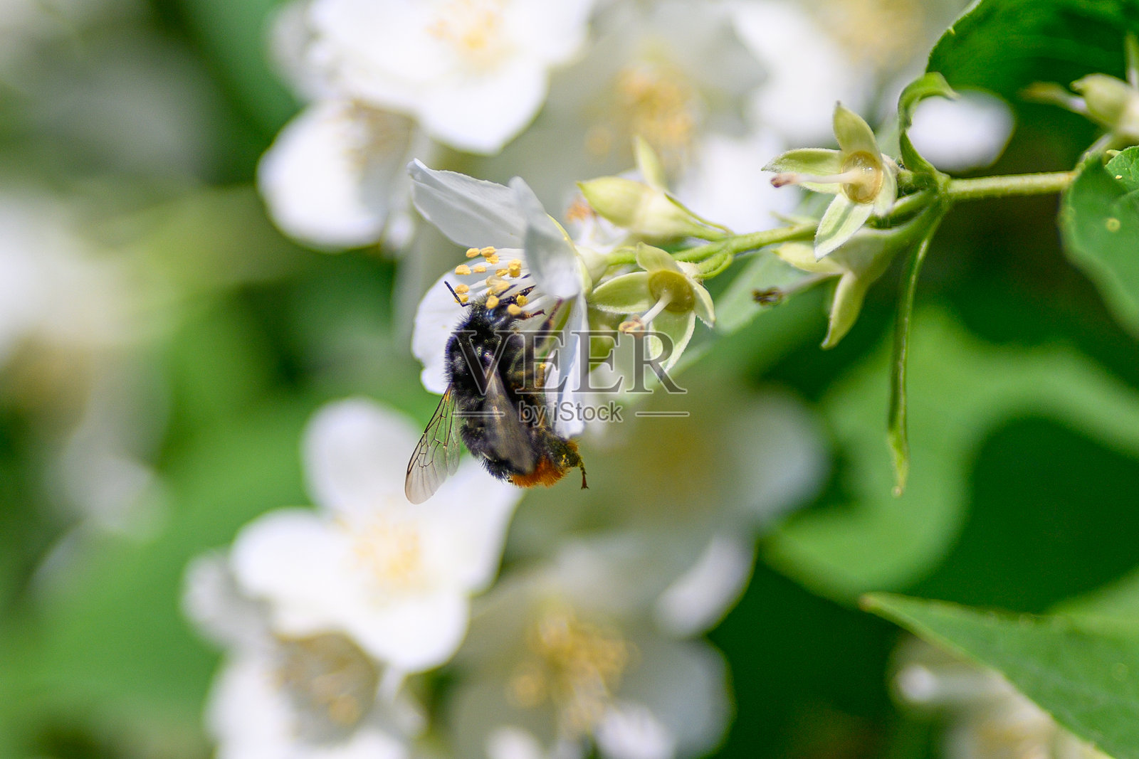 一只大黄蜂正在辛勤地为大自然中美丽的白色花朵授粉照片摄影图片