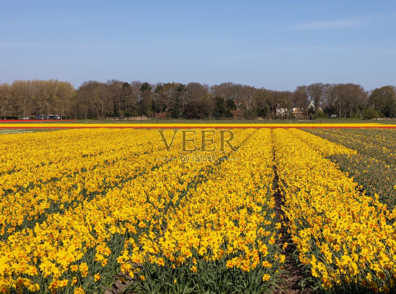 荷兰利瑟附近盛开的黄色水仙花田照片摄影图片