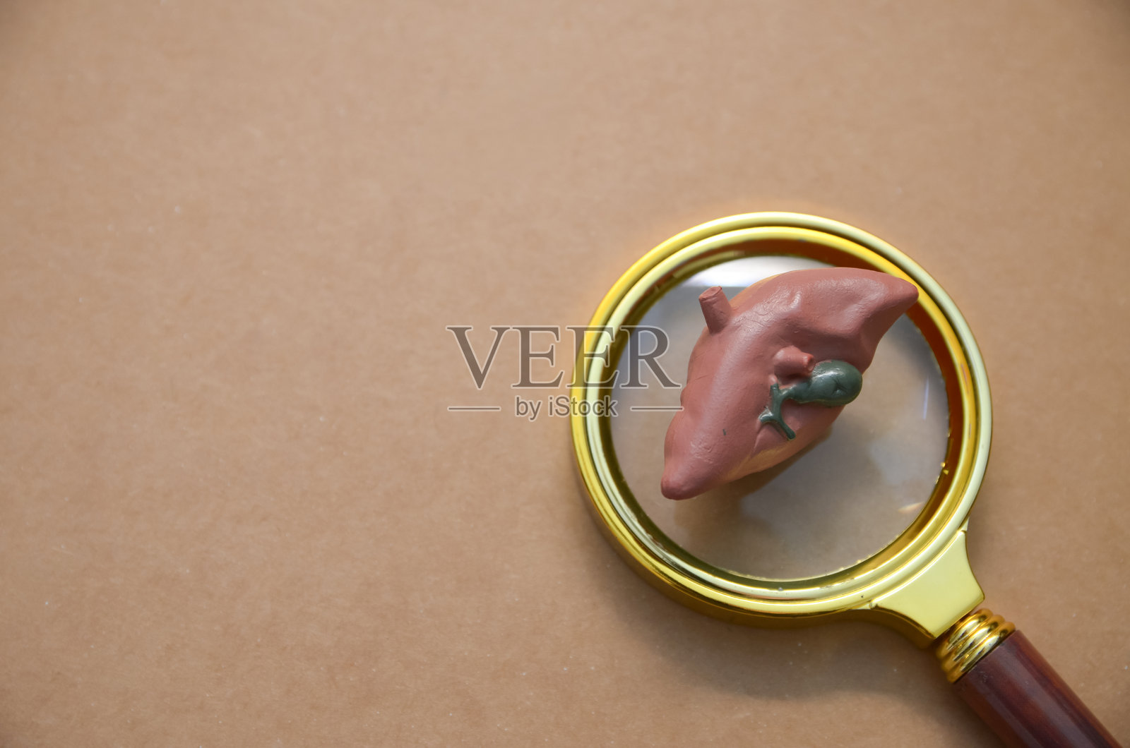 一个准备好在放大镜下进行检查的人类心脏，说明了医学研究、心血管分析和心脏健康意识等概念。照片摄影图片