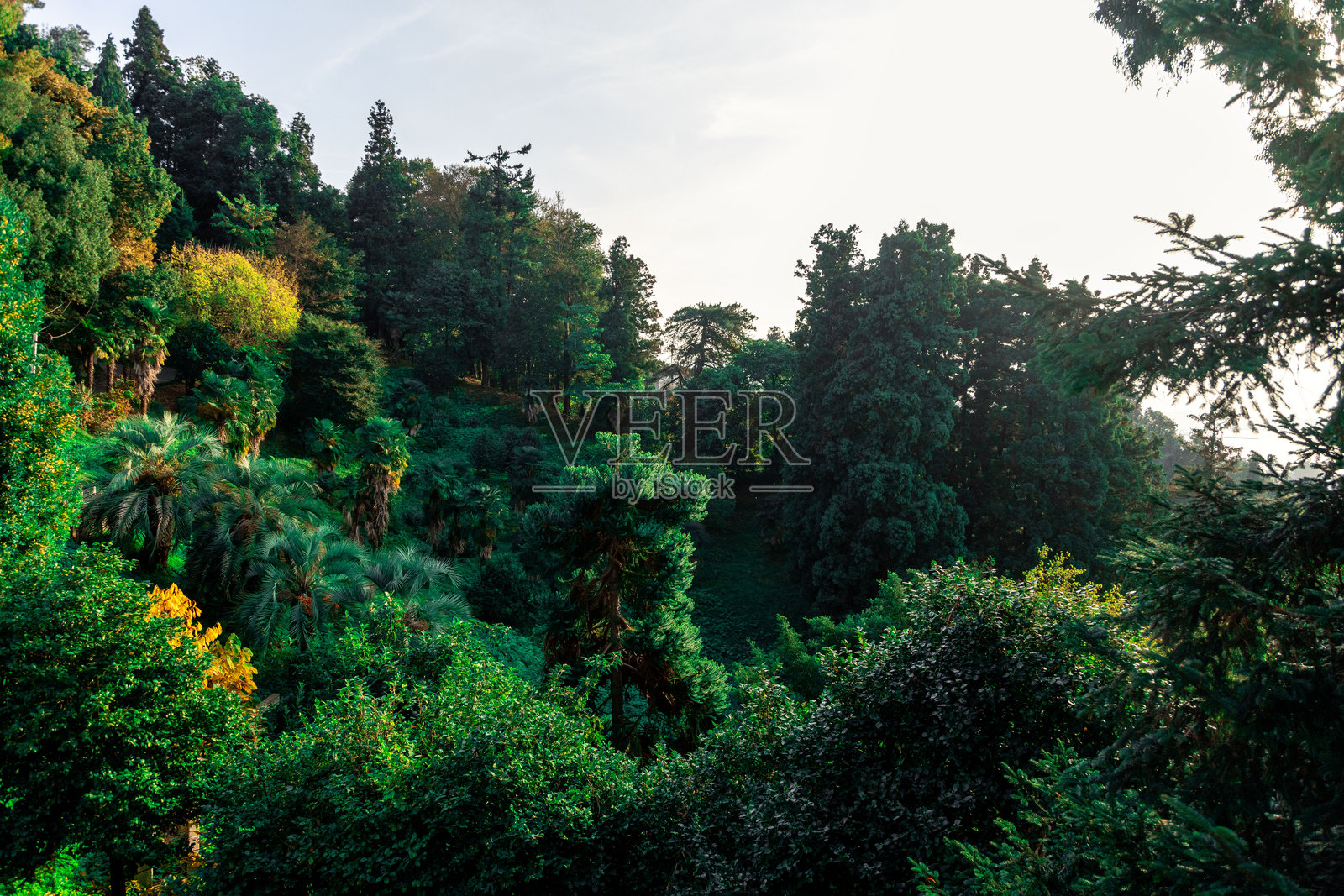 巴统植物园的亚热带森林照片摄影图片