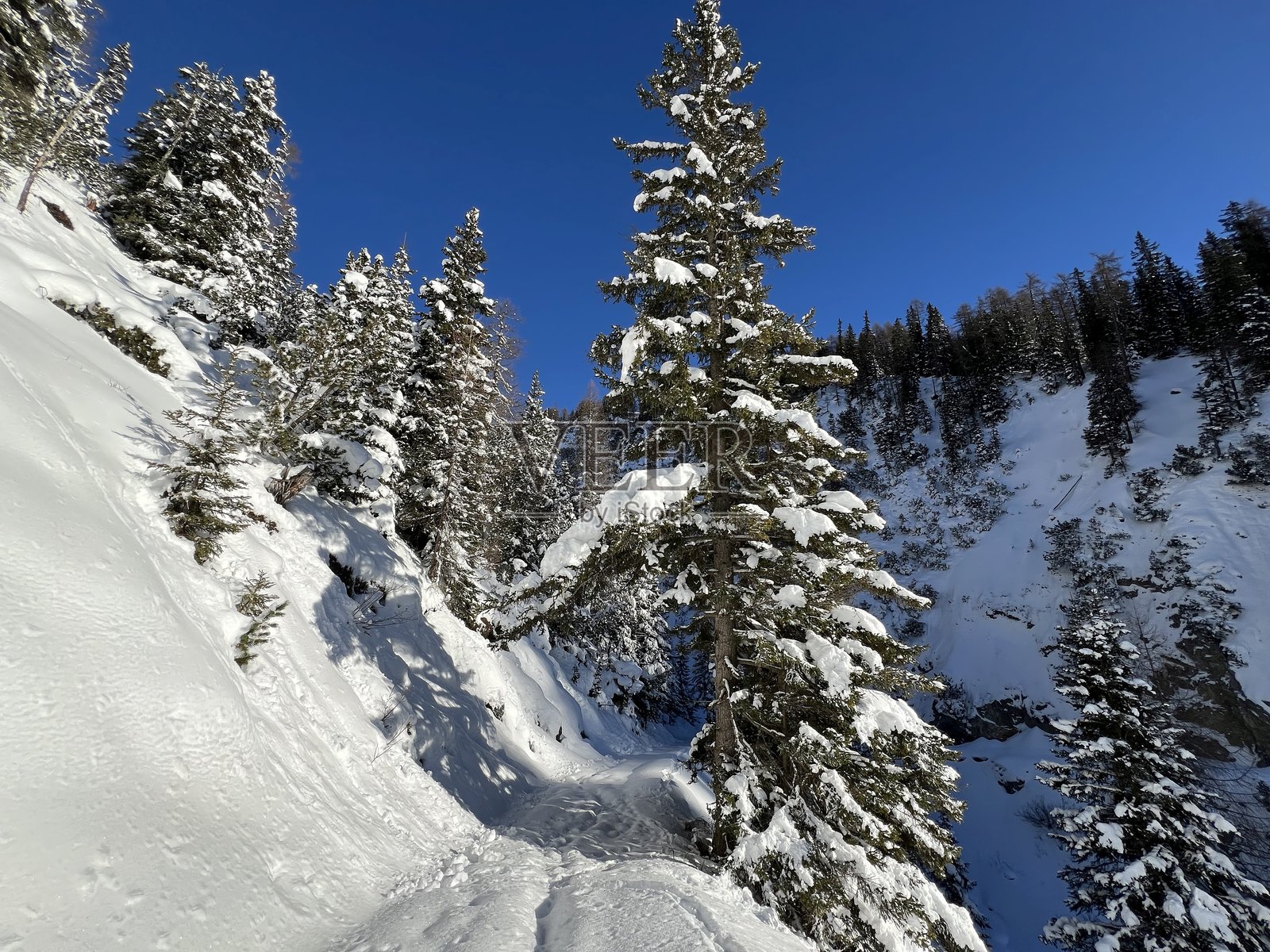 瑞士阿尔卑斯山的典型冬季氛围中的风景如画的针叶林树冠，俯瞰着瑞士格劳宾登州达沃斯旅游度假区（Kanton Graubünden, Schweiz）。照片摄影图片