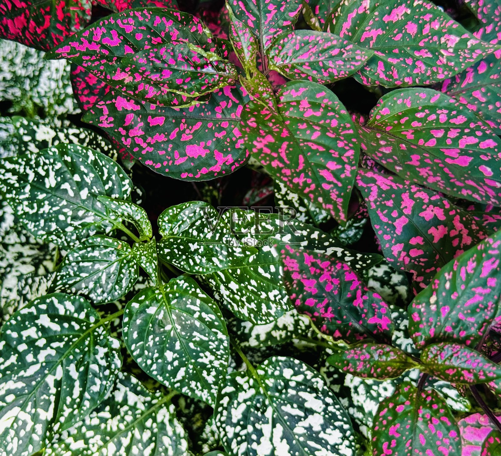 绿色和粉色的叶子背景照片摄影图片